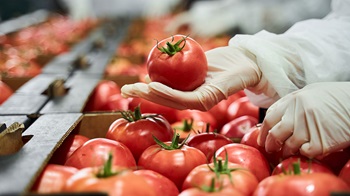 Worker Holding Tomato in Gloved Hand Over Boxes of Tomatoes